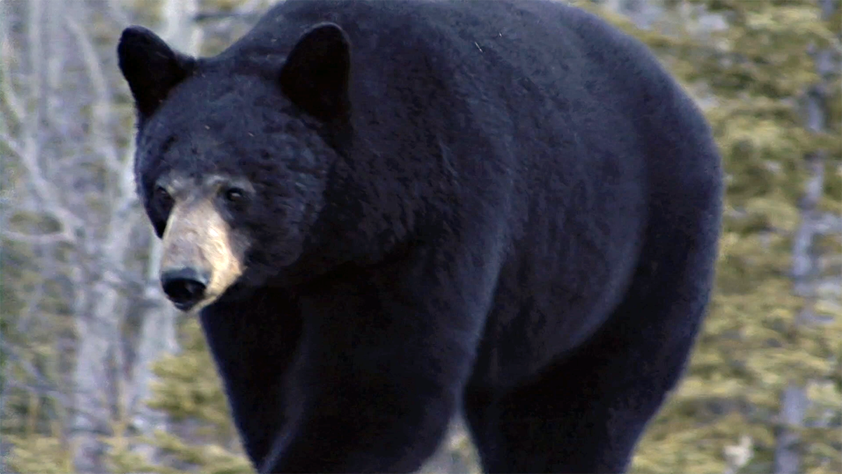 Agencies Join Forces to Protect Bears
